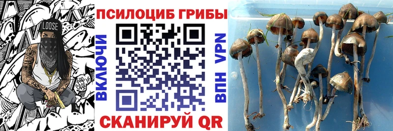 Галлюциногенные грибы Psilocybine cubensis  купить   Екатеринбург 